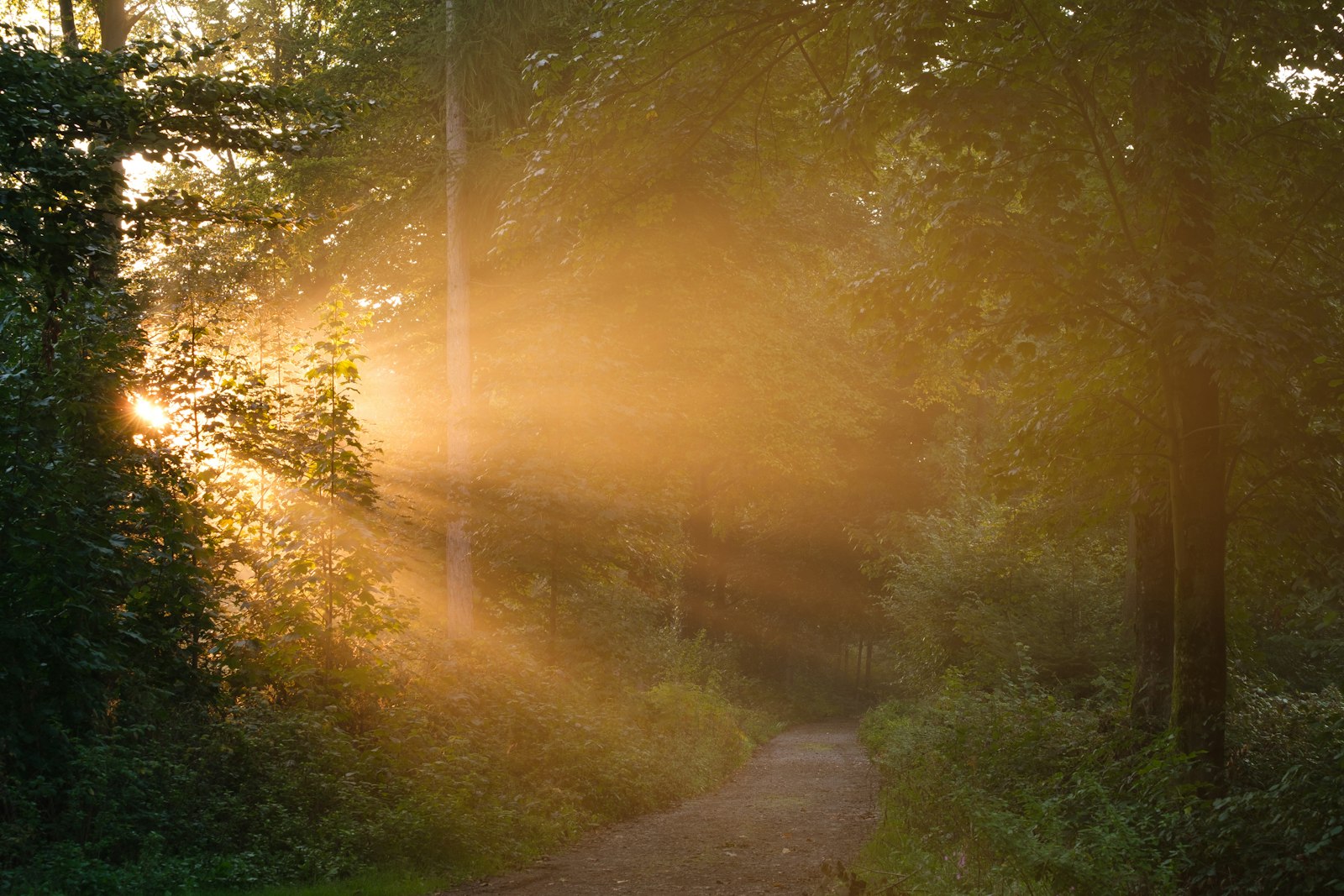 Sonnenlicht fällt durch einen nebligen Wald